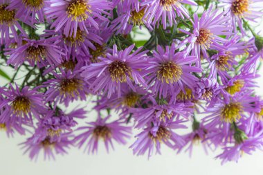 Beyaz bir arka plan üzerinde güzel mor krizantem buket.