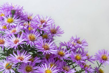 Beyaz bir arka plan üzerinde güzel mor krizantem buket.