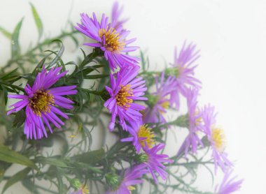 Beyaz bir arka plan üzerinde güzel mor krizantem buket.