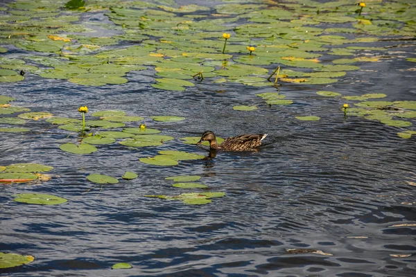 Ducks Sit Pipe Goes Water Lake Water Shore Covered Water — Stock Photo, Image