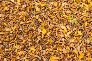 Düşen sonbahar yapraklarının renkli arkaplan resmi mevsimsel kullanım için mükemmel.