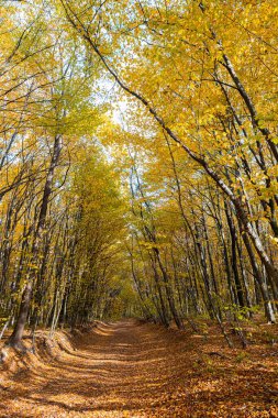 Sonbahar ormanında pitoresk bir patika. Güzel doğa, huzur, rahatlama..