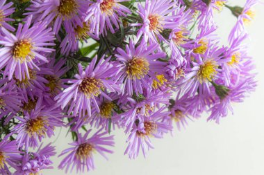 Beyaz bir arka plan üzerinde güzel mor krizantem buket.