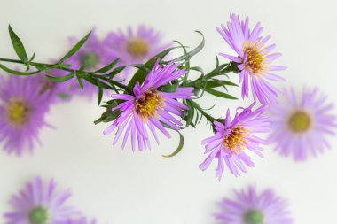 Beyaz bir arka plan üzerinde güzel mor krizantem buket.