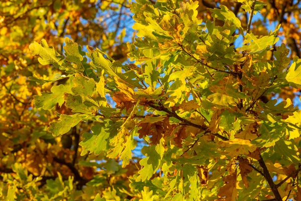 Gelbe Herbstblätter Und Zweige Vor Blauem Himmel Leuchtend Goldene Eichenblätter — Stockfoto