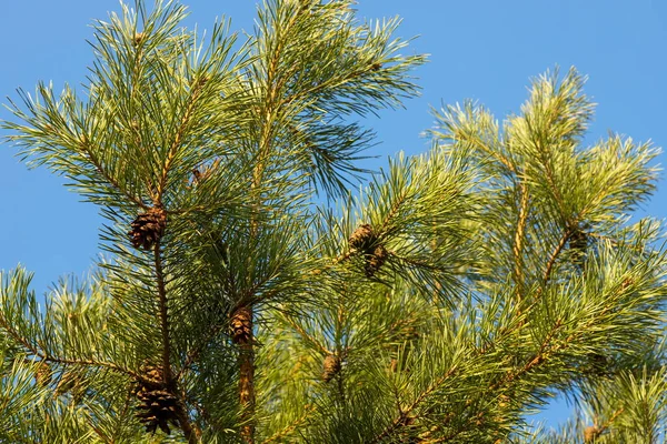 Tannenzapfen Mit Nadeln Einem Baum Wald — Stockfoto