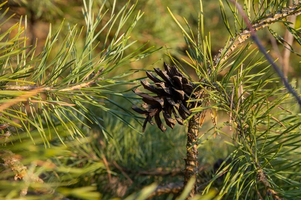 Tallkottar Med Barr Ett Träd Skogen — Stockfoto