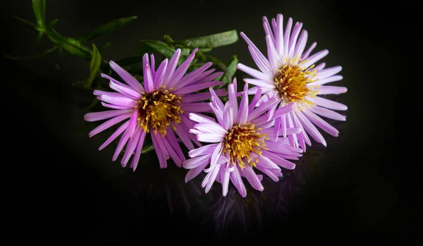 Крупним Планом Фіолетові Квіти Темному Тлі Копіювання Простору — стокове фото