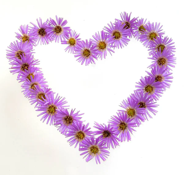 Mor Çiçekler Papatya Beyaz Arka Plan Üzerinde Izole Kalp Sembolü — Stok fotoğraf