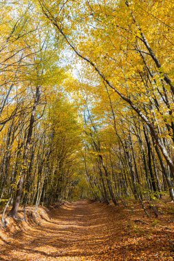 Sonbahar ormanında pitoresk bir patika. Güzel doğa, huzur, rahatlama..