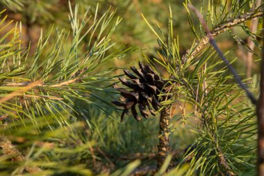 Ormandaki ağaçtaki iğneli çam kozalakları.