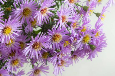 Beyaz bir arka plan üzerinde güzel mor krizantem buket.