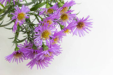 Beyaz bir arka plan üzerinde güzel mor krizantem buket.