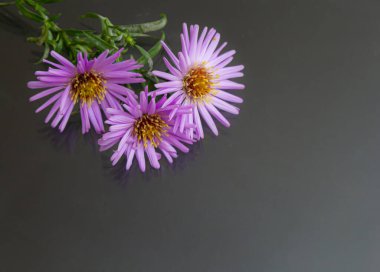 Siyah arka planda mor çiçeklerin yakın çekimi. Boşluğu kopyala.