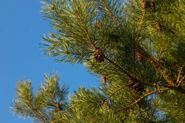 Ormandaki ağaçtaki iğneli çam kozalakları.