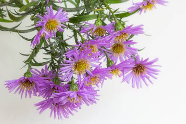Beyaz bir arka plan üzerinde güzel mor krizantem buket.