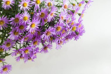 Beyaz bir arka plan üzerinde güzel mor krizantem buket.