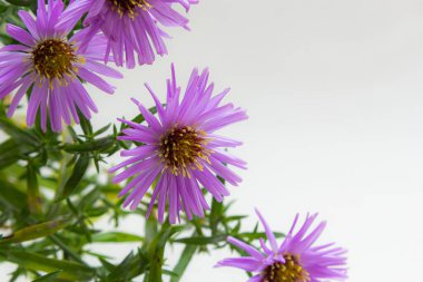 Beyaz bir arka plan üzerinde güzel mor krizantem buket.