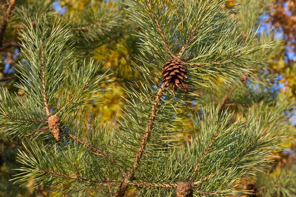 Tannenzapfen Mit Nadeln Einem Baum Wald — Stockfoto