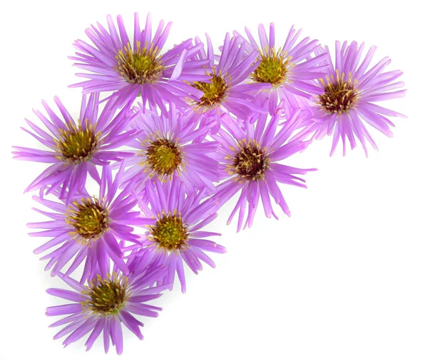 白地に美しい紫菊の花束 — ストック写真