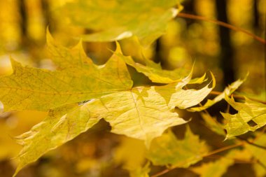 Güneşte sonbahar yaprakları. Sonbahar bulanık arkaplanı.