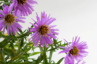 Beyaz bir arka plan üzerinde güzel mor krizantem buket.