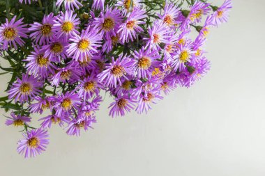 Beyaz bir arka plan üzerinde güzel mor krizantem buket.