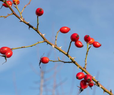 Kış ormanlarında yetişen çalılıklarda yetişen kırmızı gül üzümleri. Olgun tıbbi meyveler..