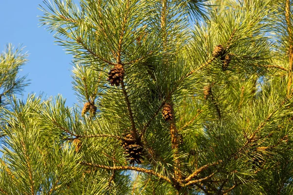 Pine Cones Needles Tree Forest — Stock Photo, Image