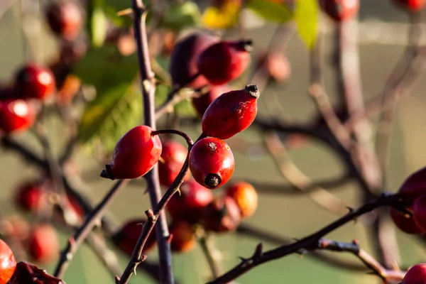 Red Rosehip Berries Bush Growing Winter Forest Ripe Medicinal Fruits — Foto Stock