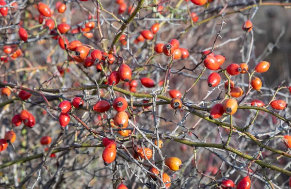 Red Rosehip Berries Bush Growing Winter Forest Ripe Medicinal Fruits — Fotografia de Stock