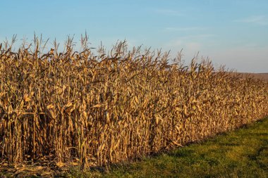 Olgun mısır tarlaları Sonbaharda hasat için hazır olacak..