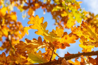 Sarı sonbahar yaprakları ve dalları mavi gökyüzüne karşı. Sonbaharda parlak altın meşe yaprakları, kopyalamak için yer. Doğanın sonbahar arka planı. Yukarı baktım.
