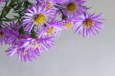 Beyaz bir arka plan üzerinde güzel mor krizantem buket.