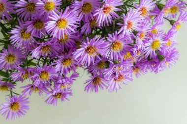 Beyaz bir arka plan üzerinde güzel mor krizantem buket.