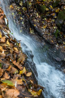 sonbahar ormanın ortasında huzurlu şelale manzarası.
