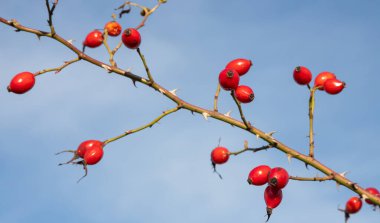 Kış ormanlarında yetişen çalılıklarda yetişen kırmızı gül üzümleri. Olgun tıbbi meyveler..