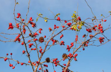 Kış ormanlarında yetişen çalılıklarda yetişen kırmızı gül üzümleri. Olgun tıbbi meyveler..