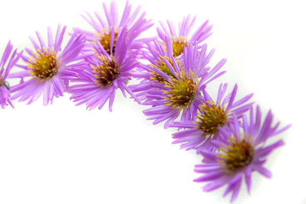 Букет Красивых Фиолетовых Хризантем Белом Фоне — стоковое фото