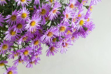 Beyaz bir arka plan üzerinde güzel mor krizantem buket.