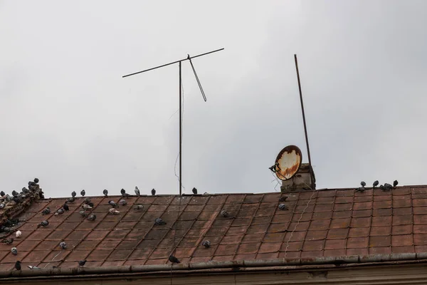 灰色のハトのグループが古い家の屋根の上に座っている — ストック写真