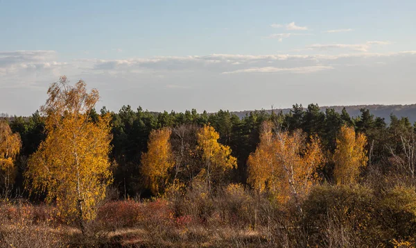 Береза Холме Осеннем Пейзаже Голубое Небо Вечернее Солнце — стоковое фото