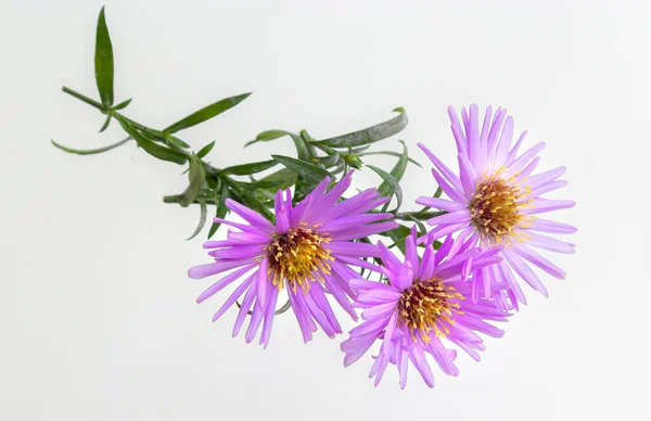 Букет Красивих Фіолетових Хризантем Білому Тлі — стокове фото
