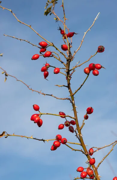 Červené Bobule Růží Keři Rostoucí Zimním Lese Zralé Léčivé Plody — Stock fotografie