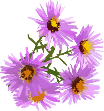 Kartpostal broşürleri için beyaz tasarım illüstrasyon şablonlarına izole edilmiş kasımpatılar Tişörtler için tekstil baskı etiketleri tasarımı Vektör ilülasyonu