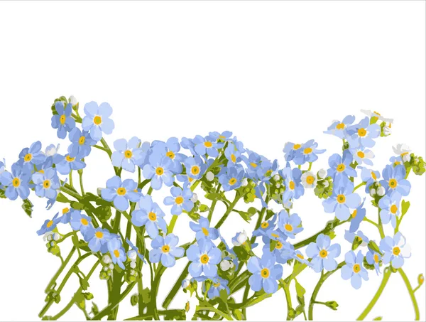 Beyaz Arkaplanda Mavi Unutma Beni Unutma Çiçekleri Olan Vektörsüz Yatay — Stok Vektör