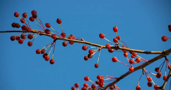 成熟山楂的红色浆果在明亮的蓝天的衬托下生长在树枝上 你的文字在旁边有很大的空间 美味和健康的药用野生浆果 — 图库照片