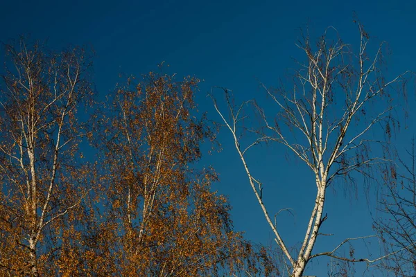 Brzozowa Korona Żółtymi Liśćmi Tle Błękitnego Nieba Jesienne Drzewo Jesień — Zdjęcie stockowe