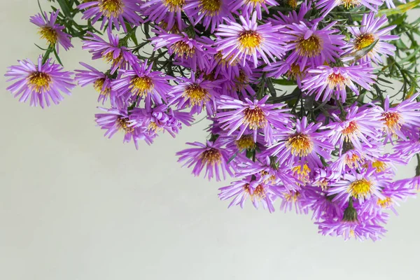 Букет Красивих Фіолетових Хризантем Білому Тлі — стокове фото
