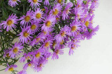 Beyaz bir arka plan üzerinde güzel mor krizantem buket.